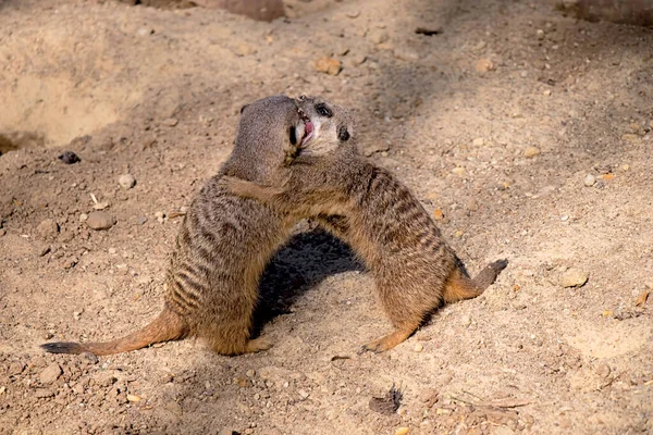 Meerkat Kecil Dan Lucu Dimainkan Bawah Sinar Matahari — Stok Foto