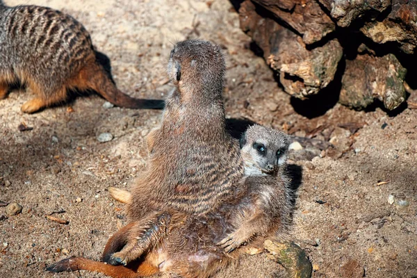Meerkat Kecil Dan Lucu Berbaring Dan Hangat Bawah Sinar Matahari — Stok Foto