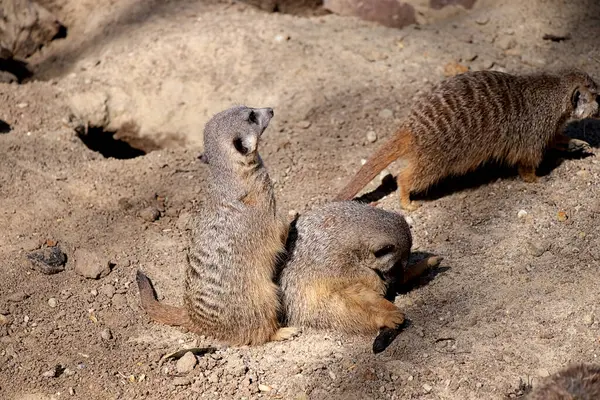 Meerkat Kecil Dan Lucu Berbaring Dan Hangat Bawah Sinar Matahari — Stok Foto