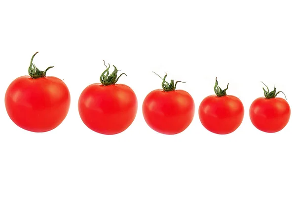 Maturare Pomodori Succosi Uno Sfondo Bianco — Foto Stock