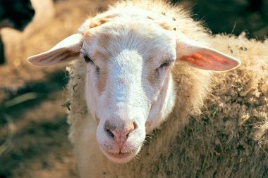 Genç, güzel koyun otlakta