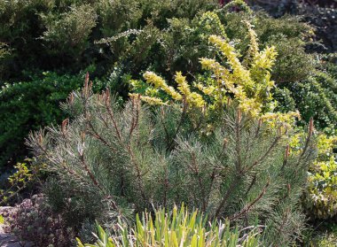 Güneşli bir yerdeki bahçede yetişen cüce ladin.