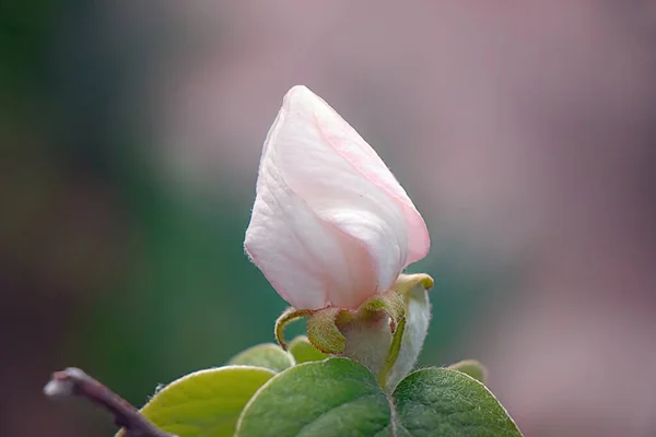 Stor Blomma Frukt Träd Drottning Äpple — Stockfoto