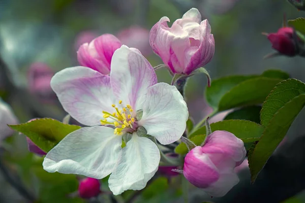 Äpple Blommar Vårträdgården — Stockfoto