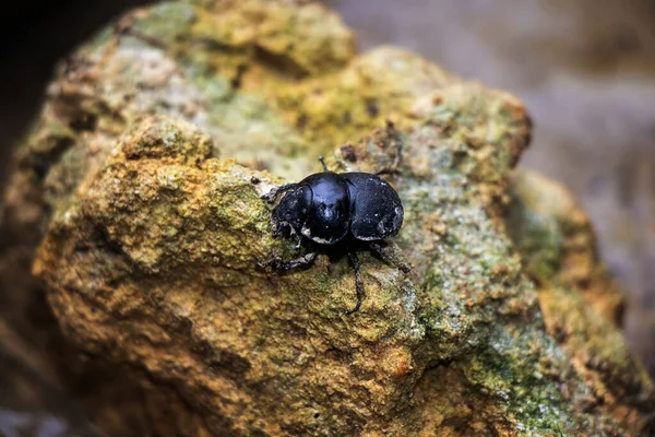 大きな黒いカブトムシが貝の石に座っている — ストック写真