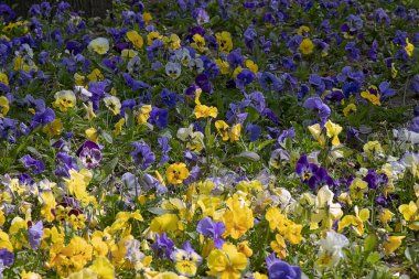 Parkta bir sürü mavi ve sarı bahar çiçeği yetişiyor.