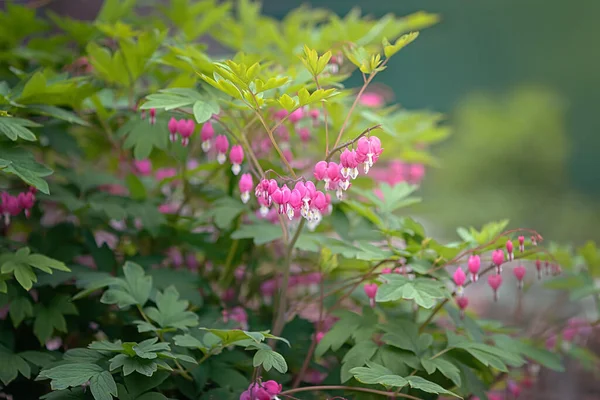 A large bush of flower, Dicentra, which is dissolved in spring and blooms for about a month. The flower has a heart shape