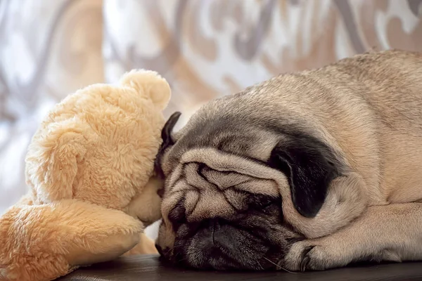 Dog pug  next to teddy bear sleeps on sofa