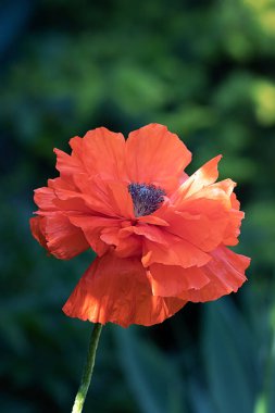 Kırsal bölgede yetişen kırmızı gelincik.