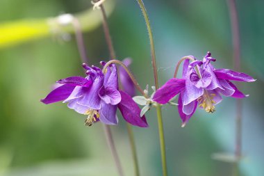 Güzel bahçe çiçeği Aquilegia Mayıs 'ta bilenmeye başlar