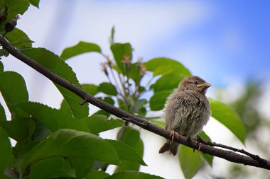 Bir serçenin yavru kuşu bir dalda oturur ve güneşin altında güneşlenir.
