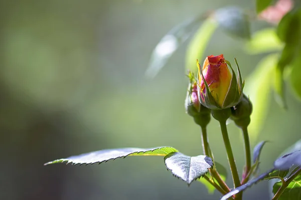 Маленькая Яркая Роза Растет Солнцем Саду — стоковое фото