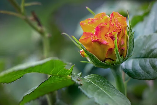 Petite Rose Vive Pousse Sous Soleil Dans Jardin — Photo