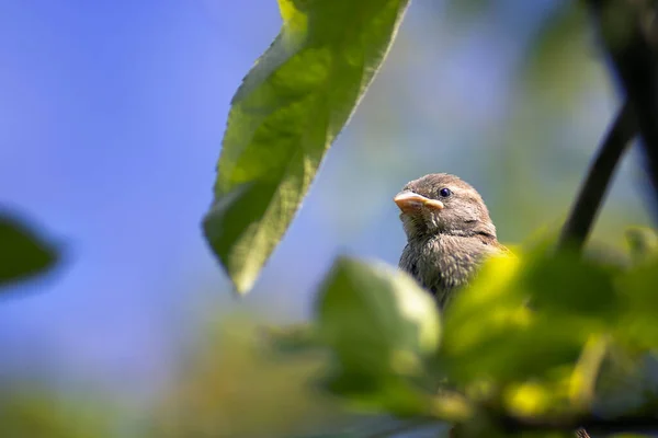 Baby Bird Sparrow Sits Branch Trees Being Basked Sun — Stock Photo, Image