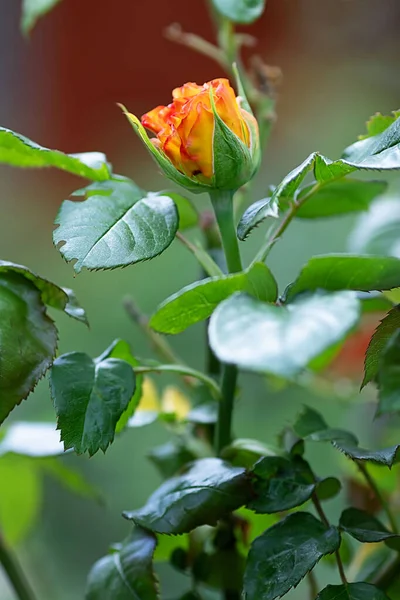 Petite Rose Vive Pousse Sous Soleil Dans Jardin — Photo
