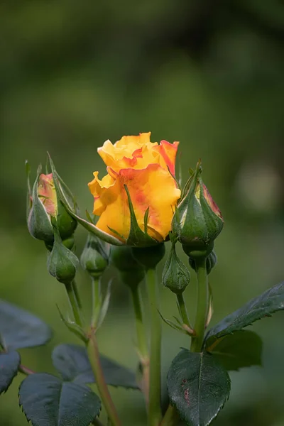 Маленькая Яркая Роза Растет Солнцем Саду — стоковое фото