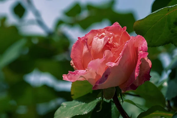 Grande Rose Luxuriante Dissoute Dans Jardin Sous Soleil — Photo