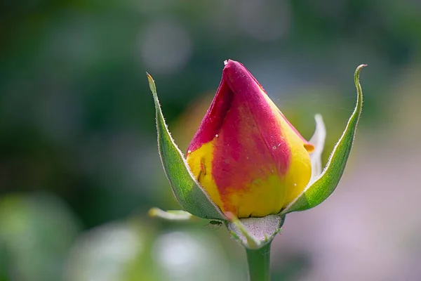 Grand Hêtre Belle Douce Rose Qui Pousse Dans Jardin — Photo