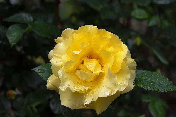 Красивая Пышная Желтая Роза Саду После Дождя — стоковое фото