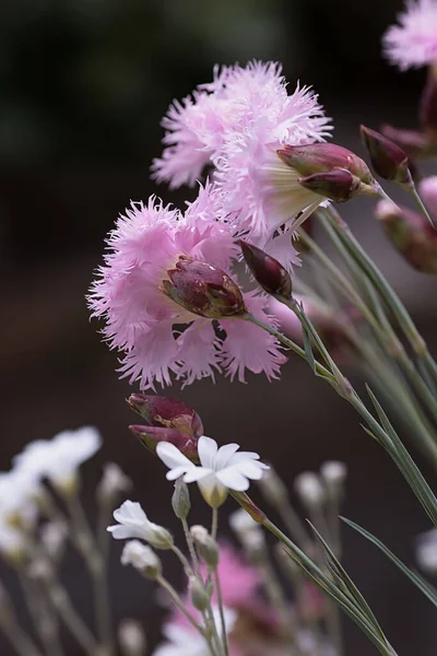 Schöne Sattrosa Blüten Die Sich Juni Garten Auflösen — Stockfoto