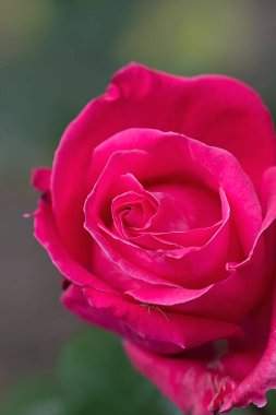 Bahçede büyüyen büyük kırmızı gül.