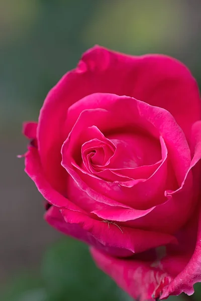 Grande Rose Rouge Qui Pousse Dans Jardin Close — Photo