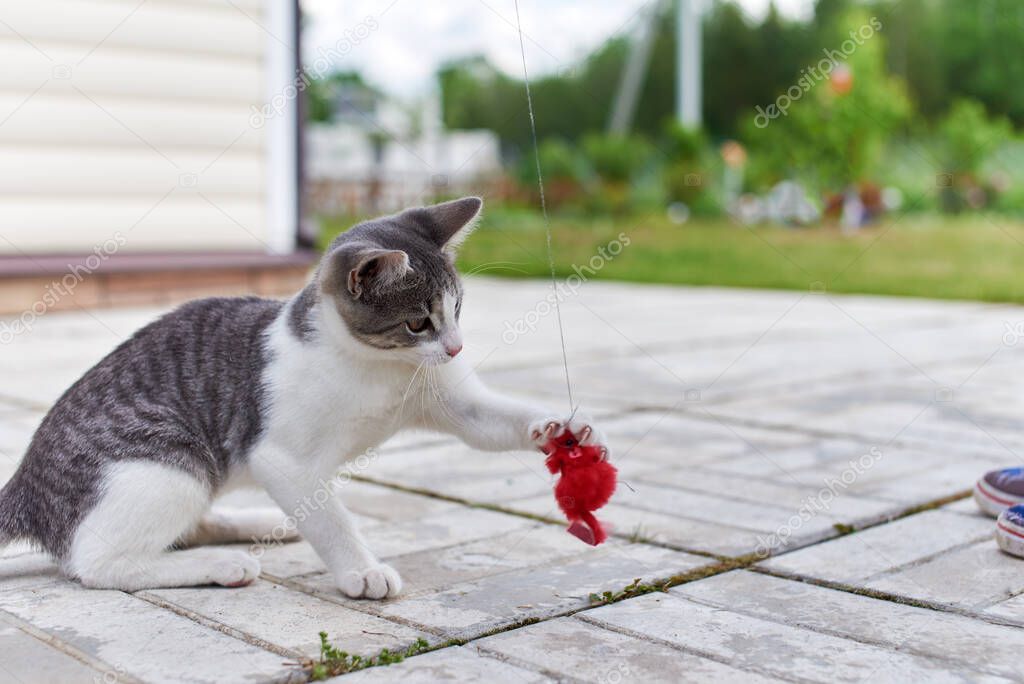 Grey kitten playing with bate on the rope.