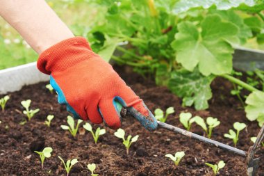 Mutfak bahçesinde genç mikroplarla ilgilenen bir kadın..