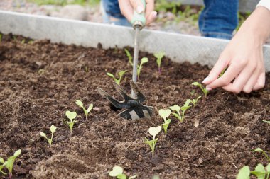 Mutfak bahçesinde genç mikroplarla ilgilenen bir kadın..