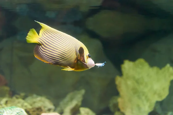 水族館の外来魚 — ストック写真