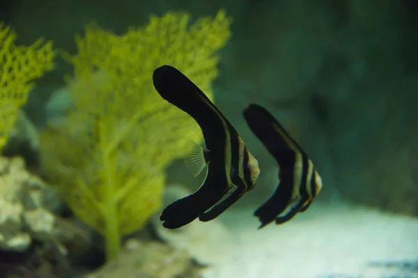 Coppia Pesci Esotici Acquario — Foto Stock