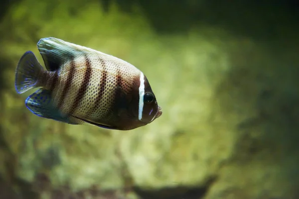 Exotic Fish Aquarium — Stock Photo, Image