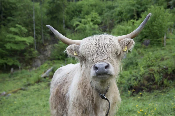 white bull with horns, long woolly hair grazing in front of a forest with tall vegetation