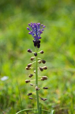 Odaklanmamış bir çayırda leylak ve yeşil bitki (Leopoldia comosa)