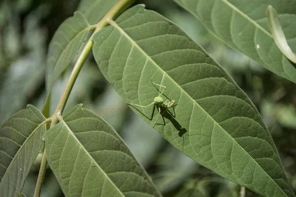 Kleine Groene Bidsprinkhaan Bovenop Een Groen Blad Zonnebaden Kijkend Naar — Stockfoto