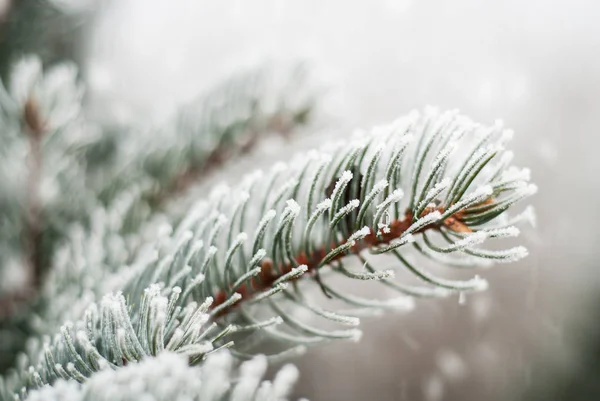 Winter achtergrond met conifer takken. — Stockfoto