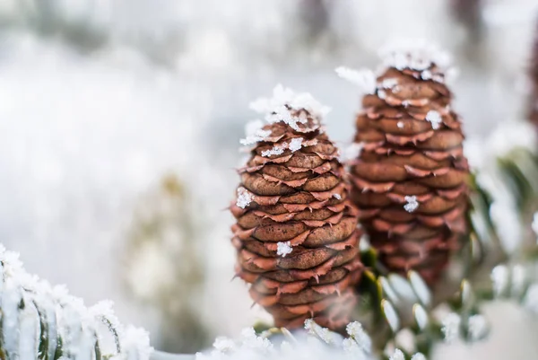 Vinter bakgrund med kvistar av barrträd och kon. — Stockfoto