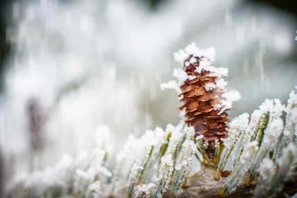 Vinter bakgrund med kvistar av barrträd och kon. — Stockfoto