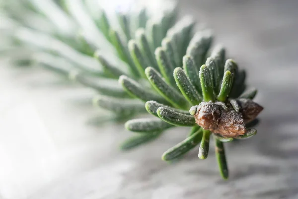 Christmas grenar bakgrund. Detaljerad phototography med snö. — Stockfoto