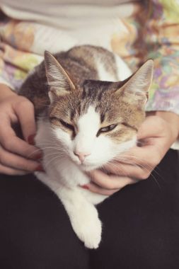 kedi bir kızın kucağında yatıyor