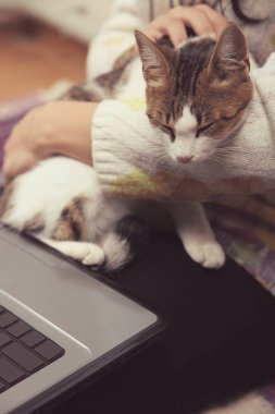 kedi kız kucağına oturur 