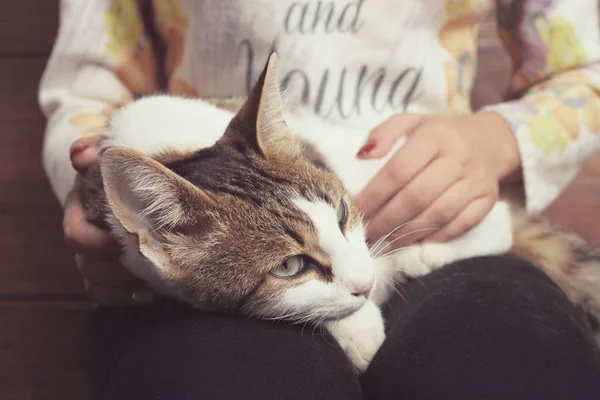 Gato mentiras no colo de uma menina — Fotografia de Stock