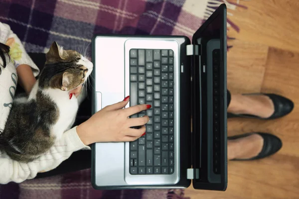  Kız bir kedi film ile bir dizüstü bilgisayarda bakıyor