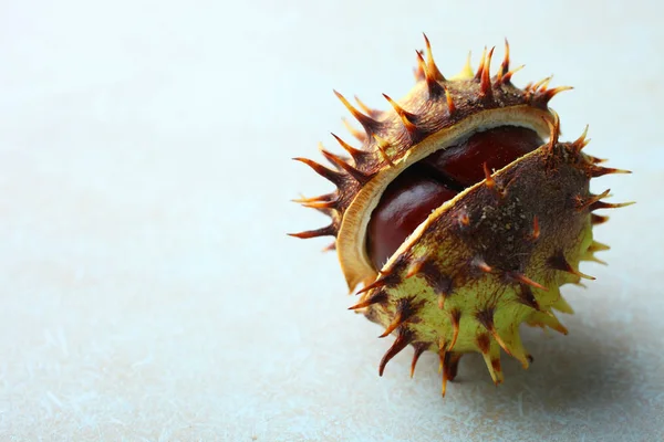 一只干栗的刺壳 — 图库照片