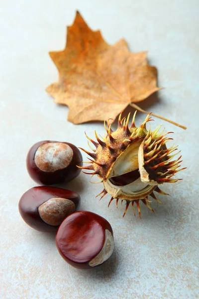 Castañas y hojas secas de otoño — Foto de Stock