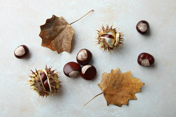 Castañas y hojas secas de otoño — Foto de Stock