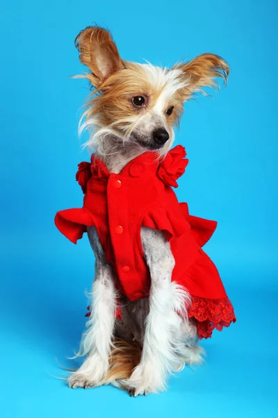 Perro cresta chino — Foto de Stock