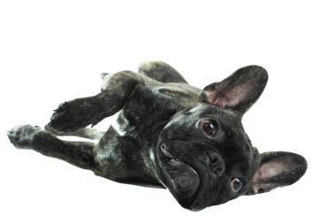 siyah Fransız buldozer 