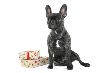 Bulldog ile yeni yıl hediyesi