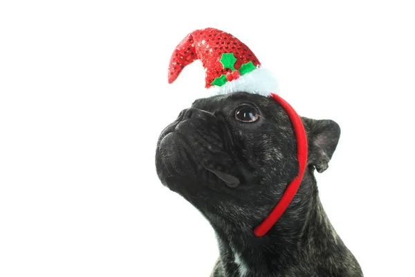 Bulldog in un berretto festivo rosso — Foto Stock